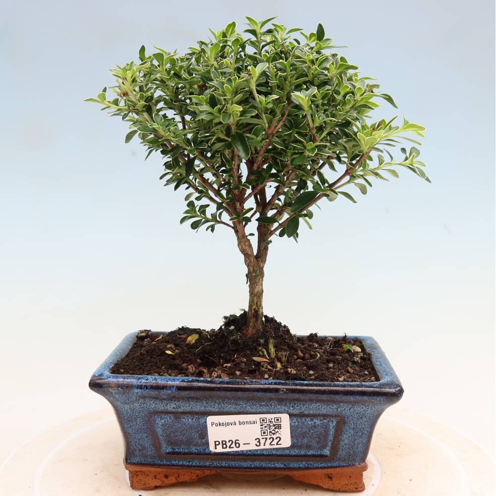 Pokojová bonsai - Serissa foetida Variegata - Strom tisíce hvězd
