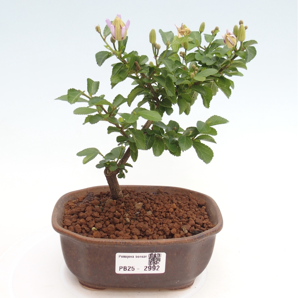 Pokojová bonsai - Grewia occidentalis - Hvězdice levandulová