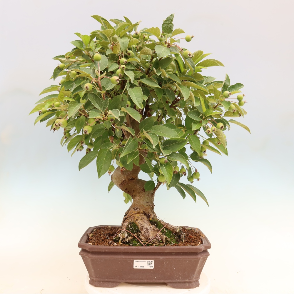 Venkovní bonsai -Malus halliana - Maloplodá jabloň