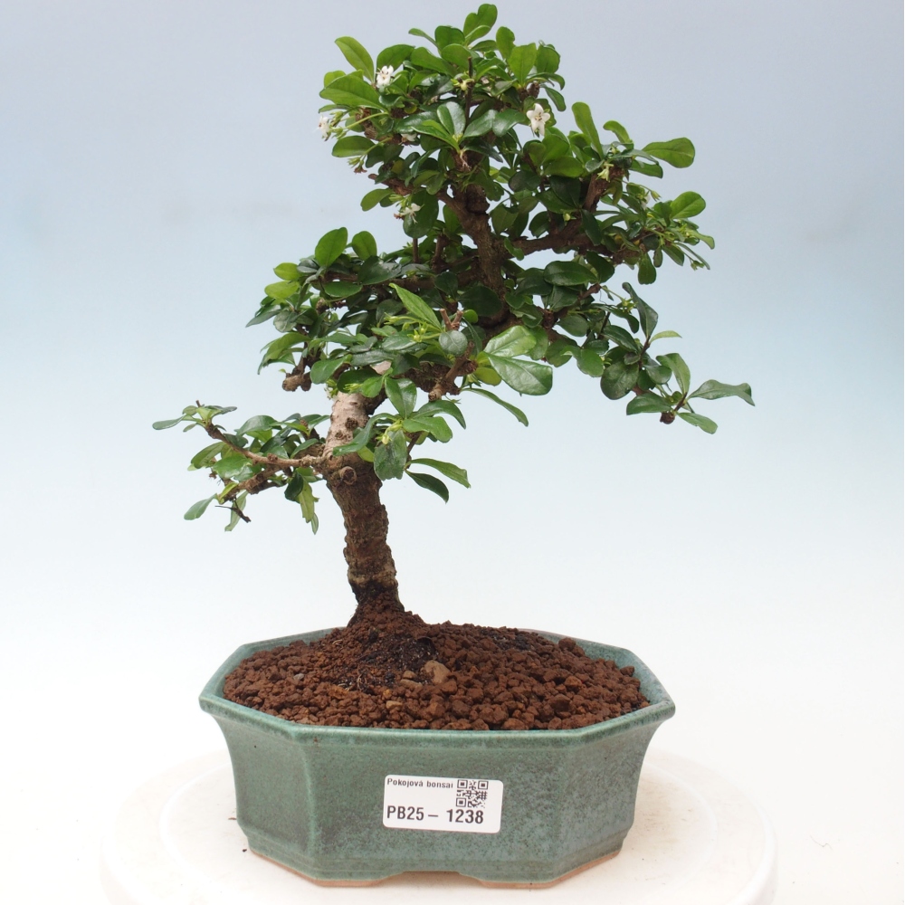 Pokojová bonsai - Carmona macrophylla - Čaj fuki