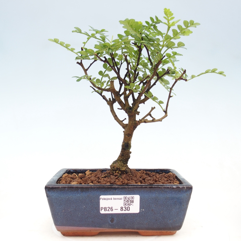 Pokojová bonsai - Zantoxylum piperitum - pepřovník