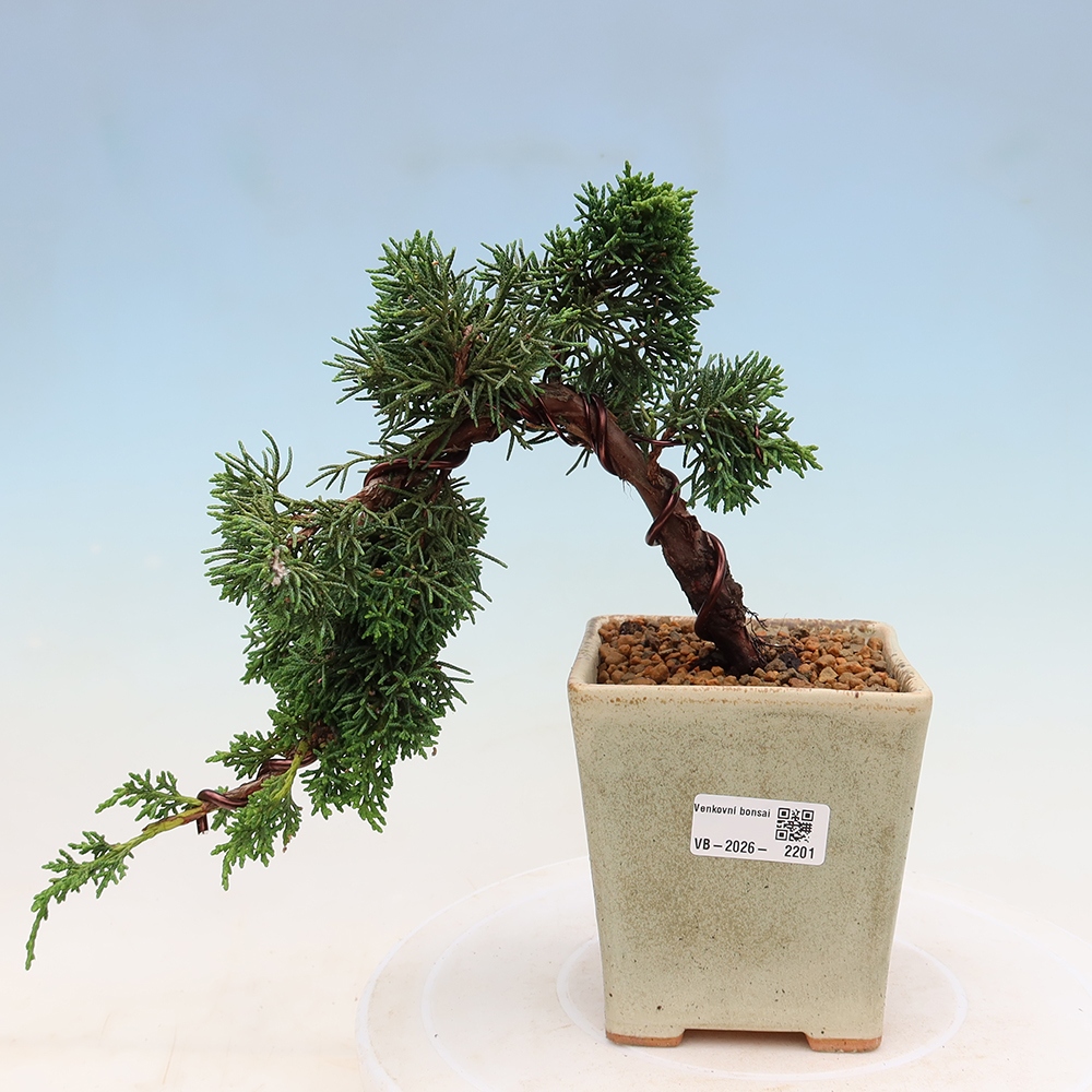 Venkovní bonsai - Juniperus chinensis Kishu -Jalovec čínský