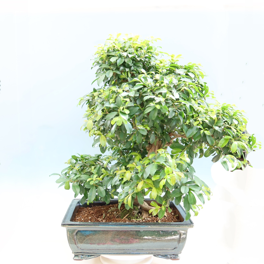 Pokojová bonsai - Australská třešeň - Eugenia uniflora 
