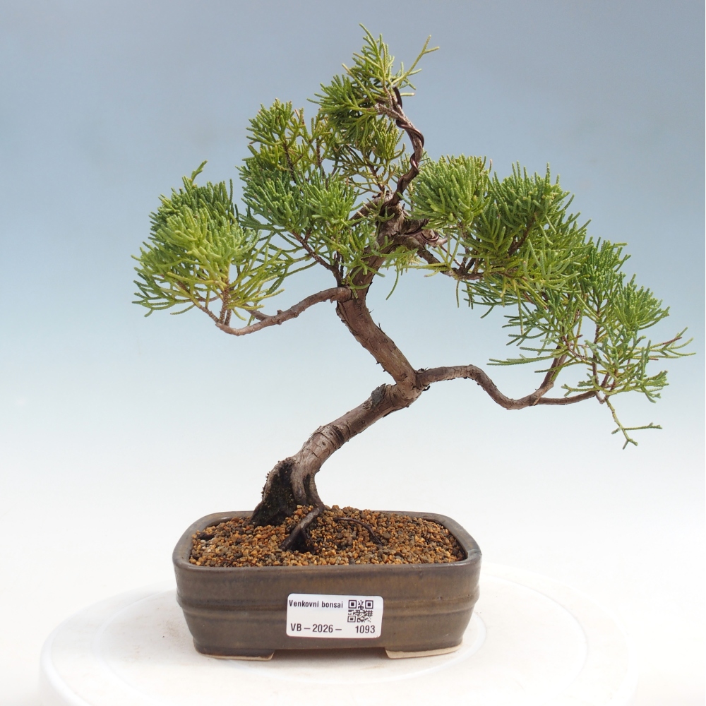 Venkovní bonsai - Juniperus chinensis Kishu -Jalovec čínský