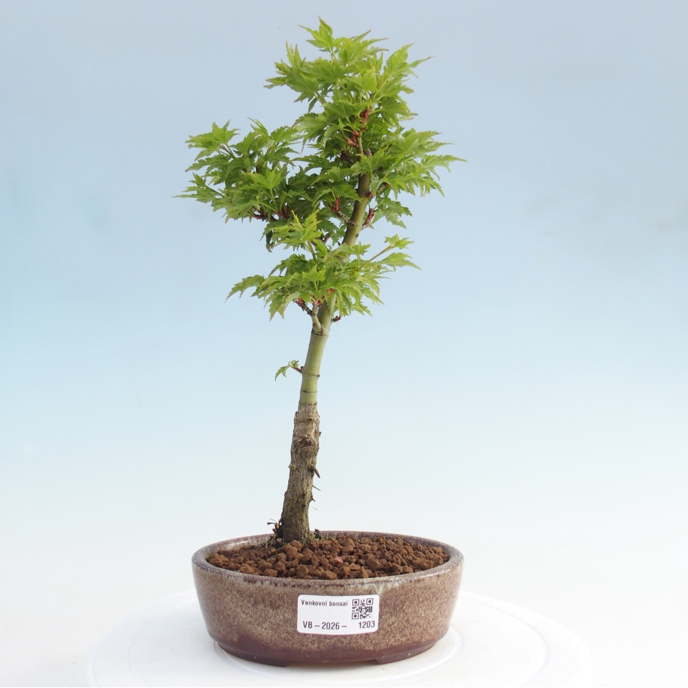 Venkovní bonsai -Javor dlanitolistý Acer palmatum Shishigashira