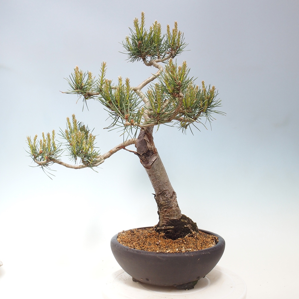 Venkovní bonsai - Pinus Sylvestris Watererri - Borovice lesní