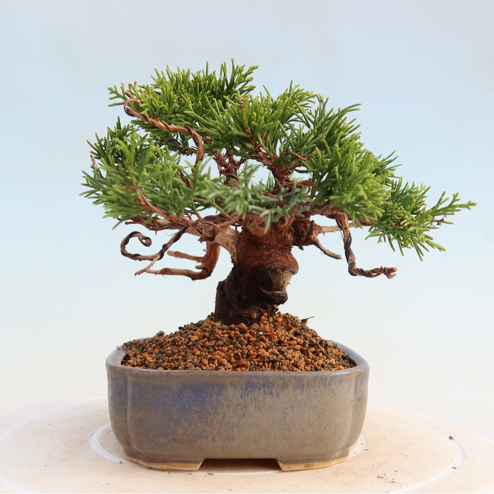 Venkovní bonsai - Juniperus chinensis Itoigawa -Jalovec čínský