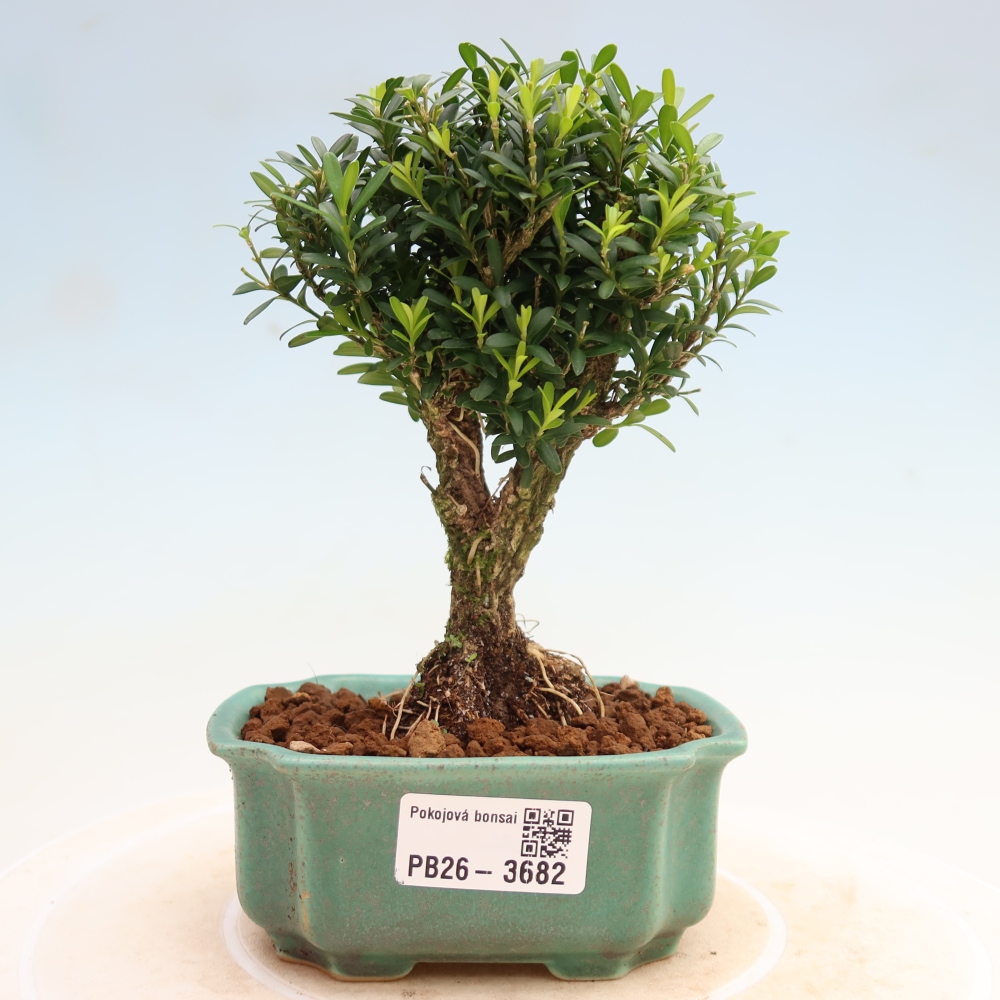 Pokojová bonsai - Buxus harlandii -korkový buxus