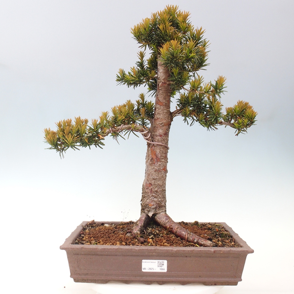 Venkovní bonsai - Taxus cuspidata  - Tis japonský