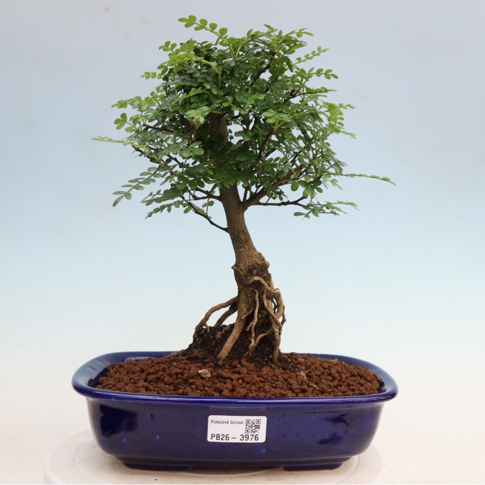 Pokojová bonsai - Zantoxylum piperitum - Pepřovník