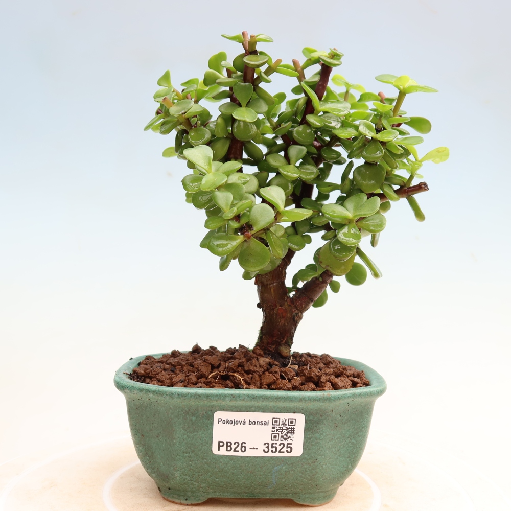 Pokojová bonsai - Portulakaria Afra - Tlustice