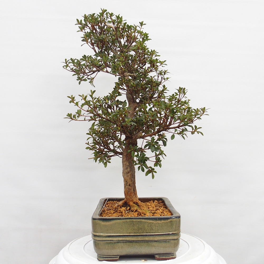 Venkovní bonsai - Japonská azalka - Azalea Hanatsuzuri