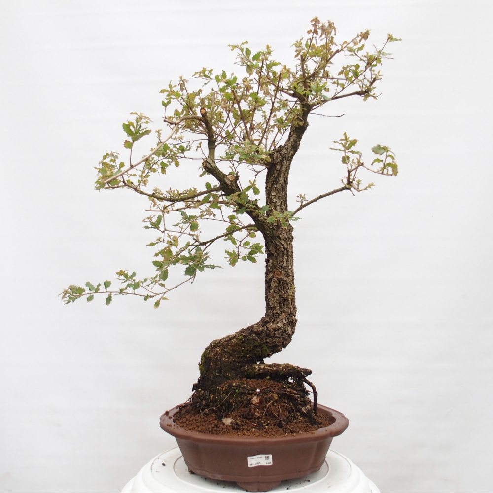 Yamadori - Quercus Ilex -Dub cesmínovitý