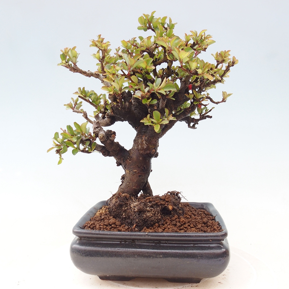 Venkovní  bonsai -  Chaneomeles speciosa - Kdoulovec ozdobný