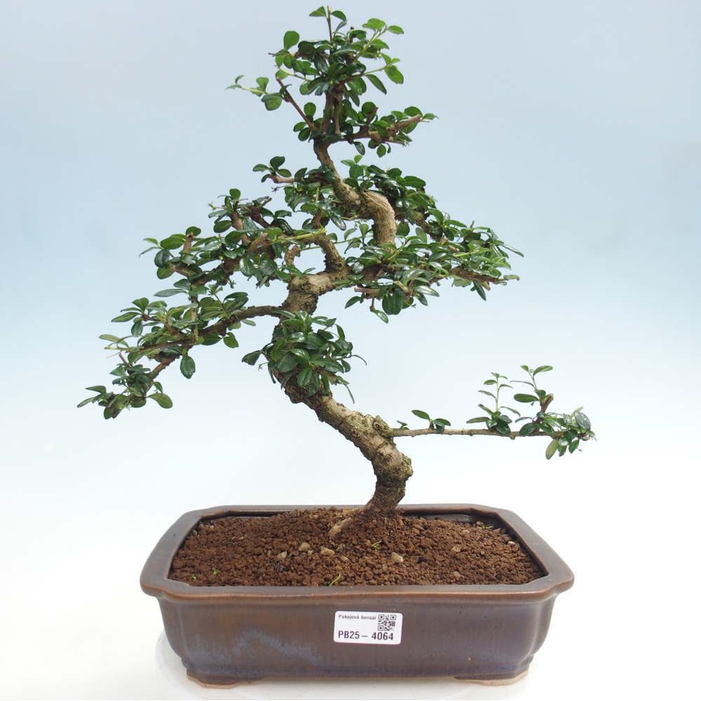 Pokojová bonsai - Carmona macrophylla - Čaj fuki