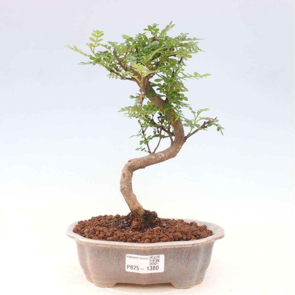 Pokojová bonsai - Zantoxylum piperitum - pepřovník