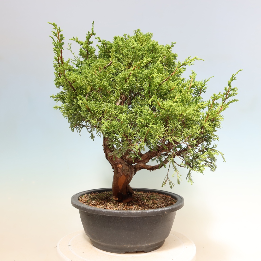 Venkovní bonsai - Juniperus chinensis Itoigawa-Jalovec čínský
