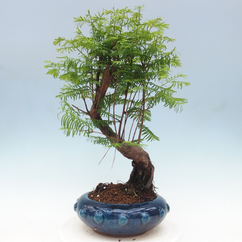 Venkovní bonsai - Metasequoia glyptostroboides - Metasekvoje čínská