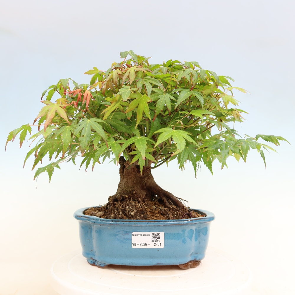 Venkovní bonsai - Javor Burgerův - Acer Burgerianum 