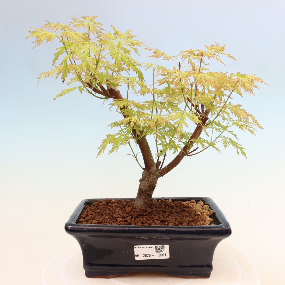 Venkovní bonsai - Acer palmatum Dissectum - Javor dlanitolistý 