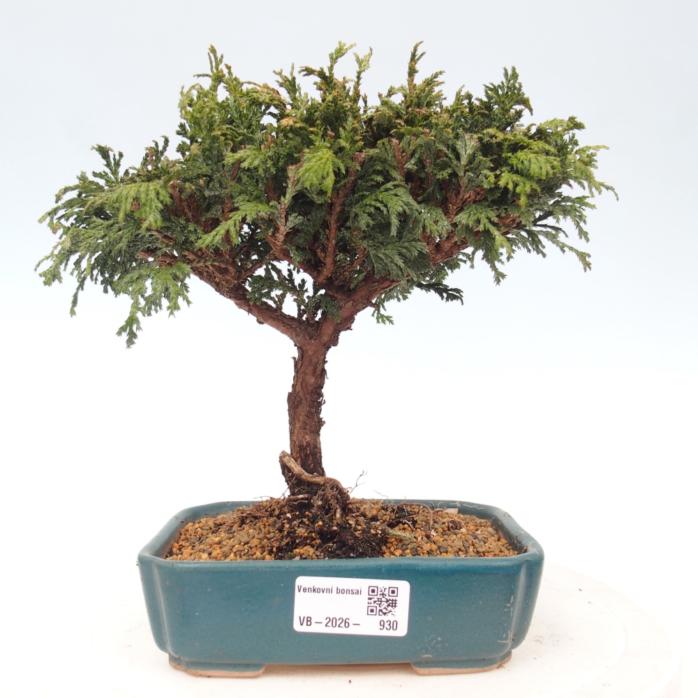Venkovní bonsai - Cham.pis Parslori - Cypřišek
