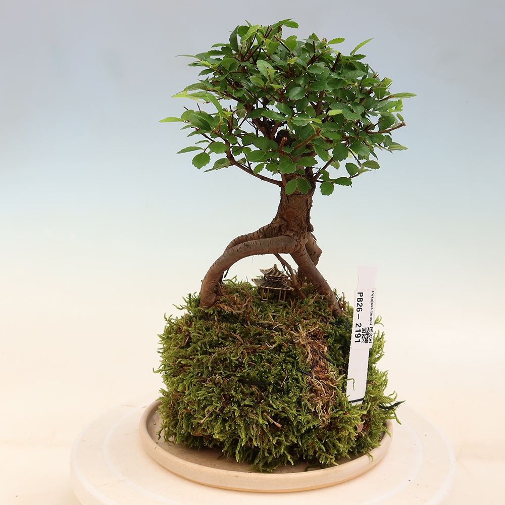 Kokedama s podmiskou - Ulmus parvifolia- malolistý jilm