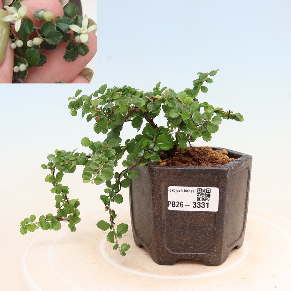 Pokojová bonsai - Grewia sp. - Grewie malolistá