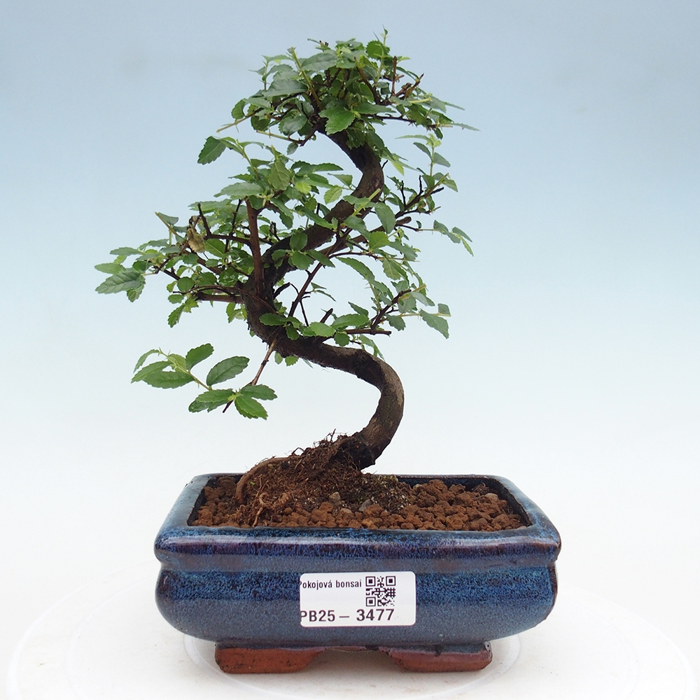 Pokojová bonsai - Ulmus parvifolia - Malolistý jilm