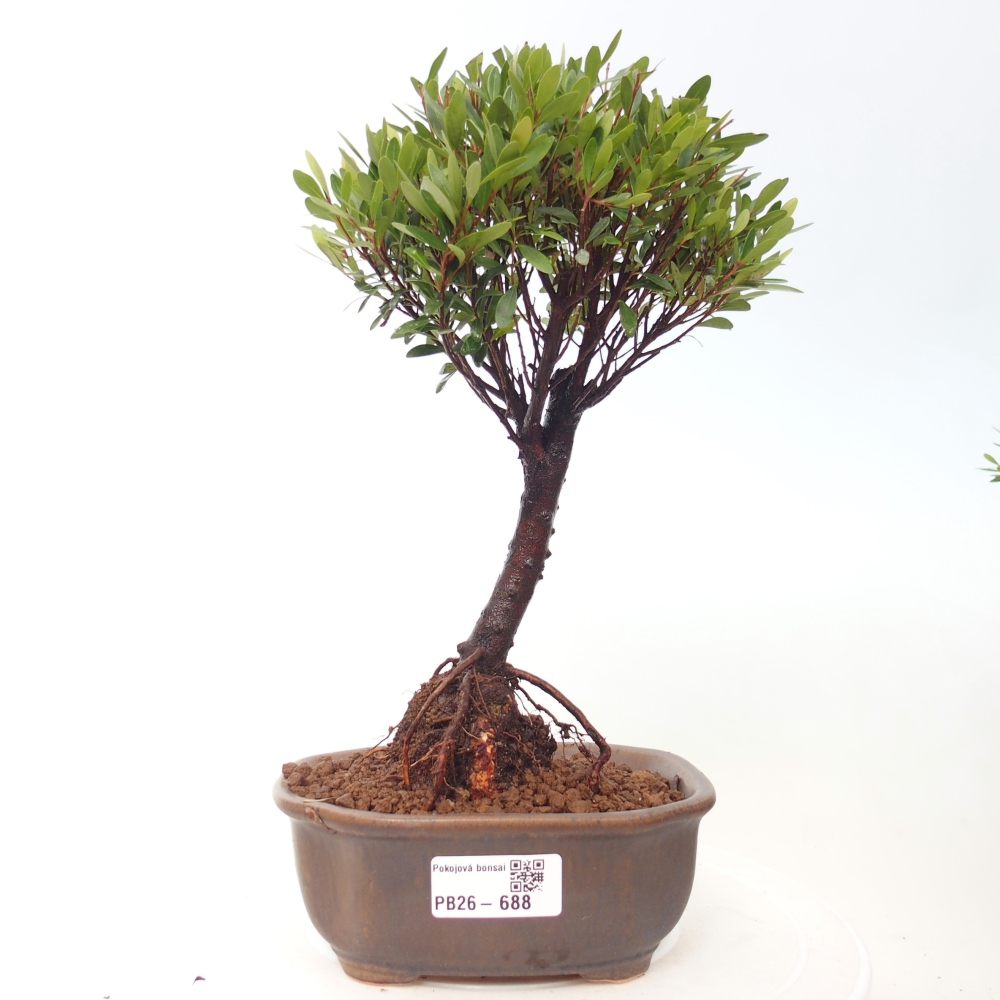 Pokojová bonsai - Syzygium - Pimentovník