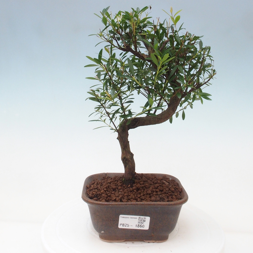 Pokojová bonsai - Syzygium - Pimentovník