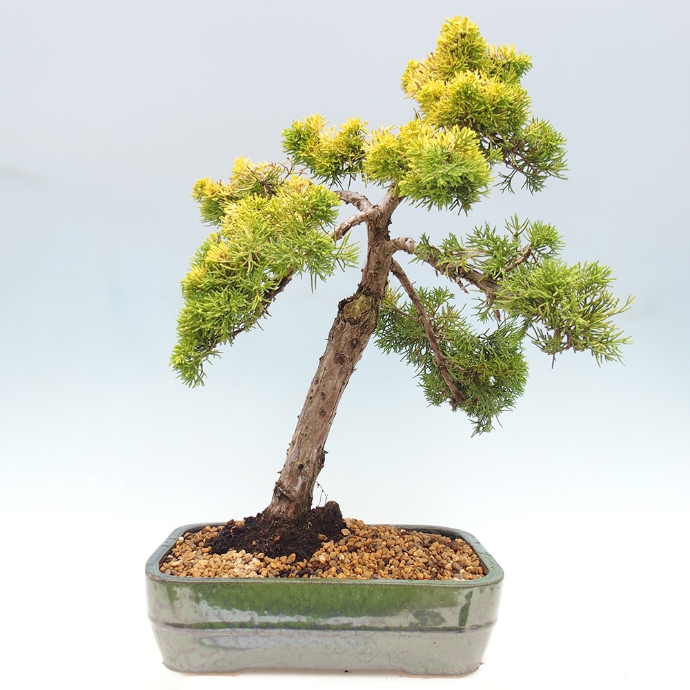 Venkovní bonsai - Juniperus chinensis plumosa aurea - Jalovec čínský zlatý