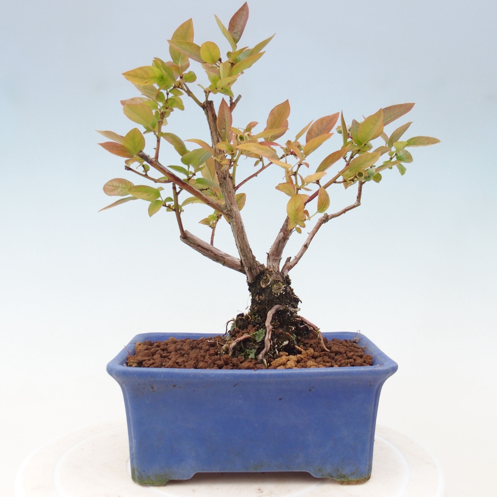 Venkovní bonsai - kanadská borůvka - Vaccinium corymbosum