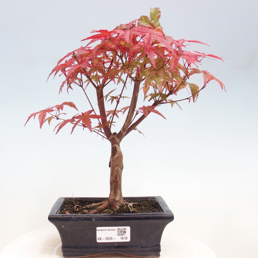 Venkovní bonsai - Javor dlanitolistý - Acer palmatum DESHOJO