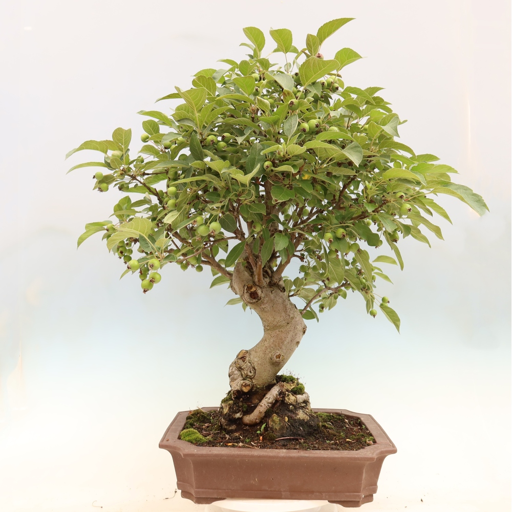 Venkovní bonsai -Malus halliana - Maloplodá jabloň