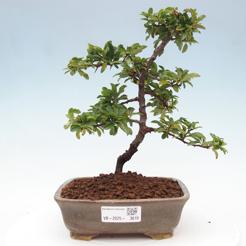 Venkovní bonsai-Pyracanta Teton -Hlohyně