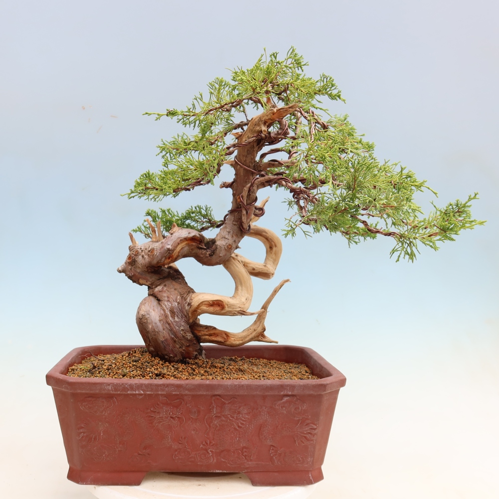 Venkovní bonsai - Juniperus chinensis Itoigawa-Jalovec čínský