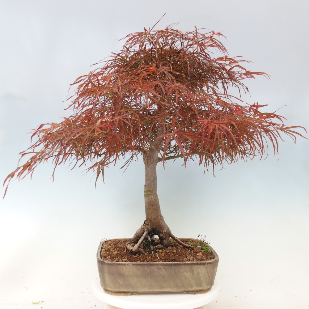 Venkovní bonsai - Javor dlanitolistý - Acer palmatum RED PYGMY
