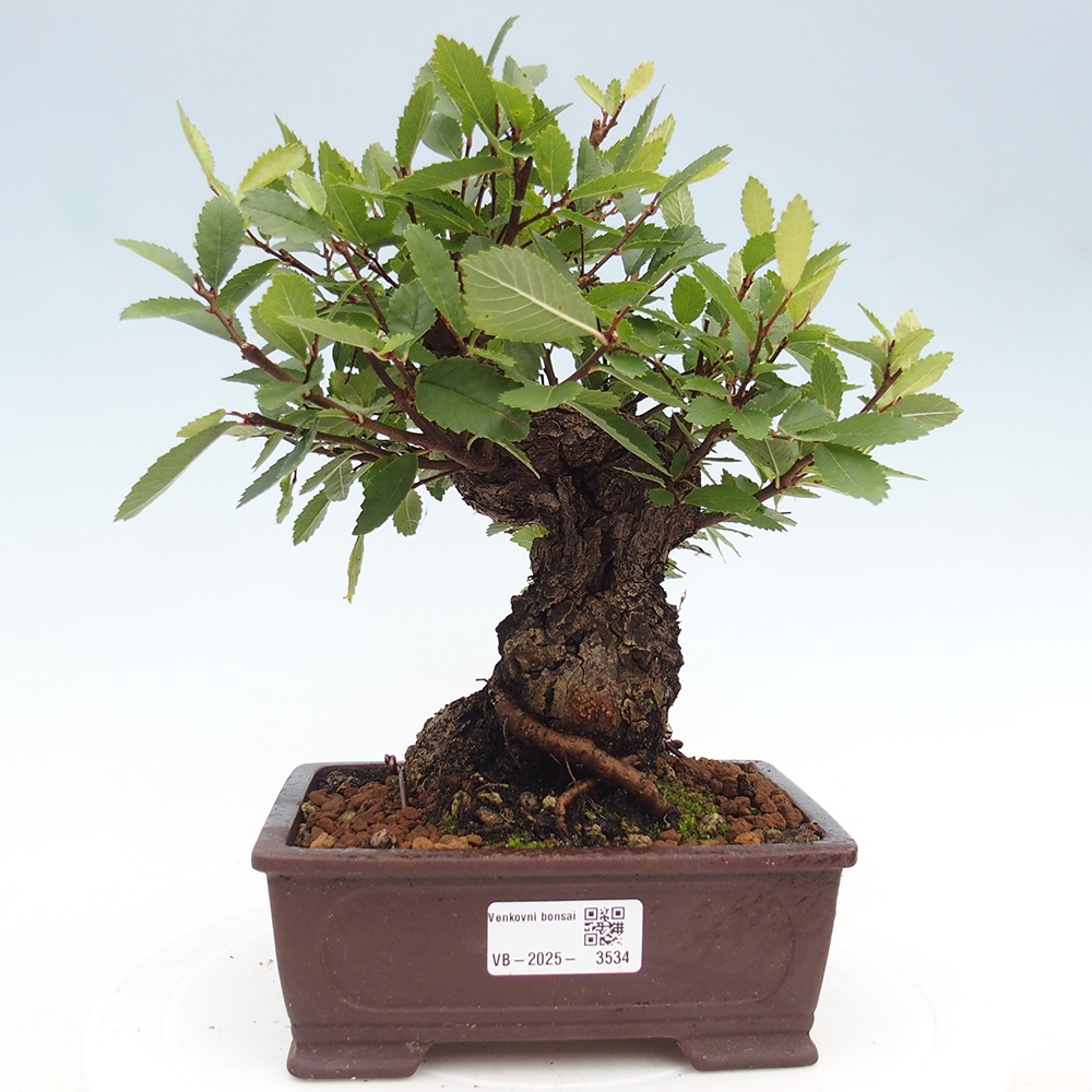 Venkovní bonsai - Zelkova - Zelkova serrata