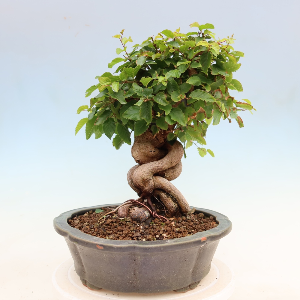Venkovní bonsai -Carpinus Coreana - Habr korejský