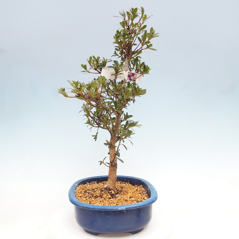 Venkovní bonsai - Japonská azalka - Azalea Reiko