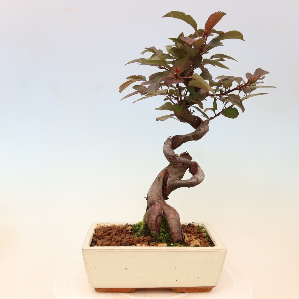 Venkovní bonsai -Malus domestica - Maloplodá jabloň červenolistá