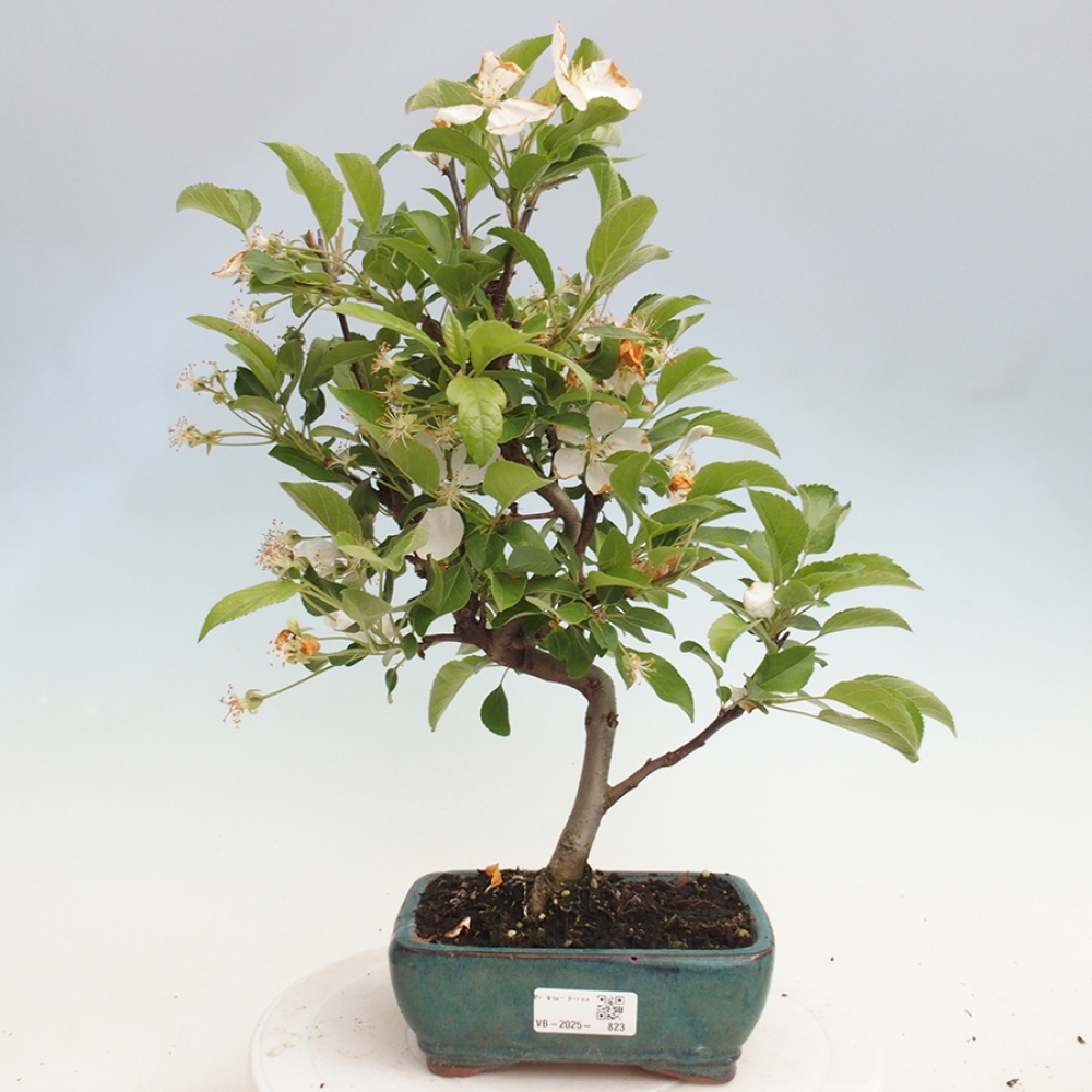 Venkovní bonsai -Malus halliana - Maloplodá jabloň