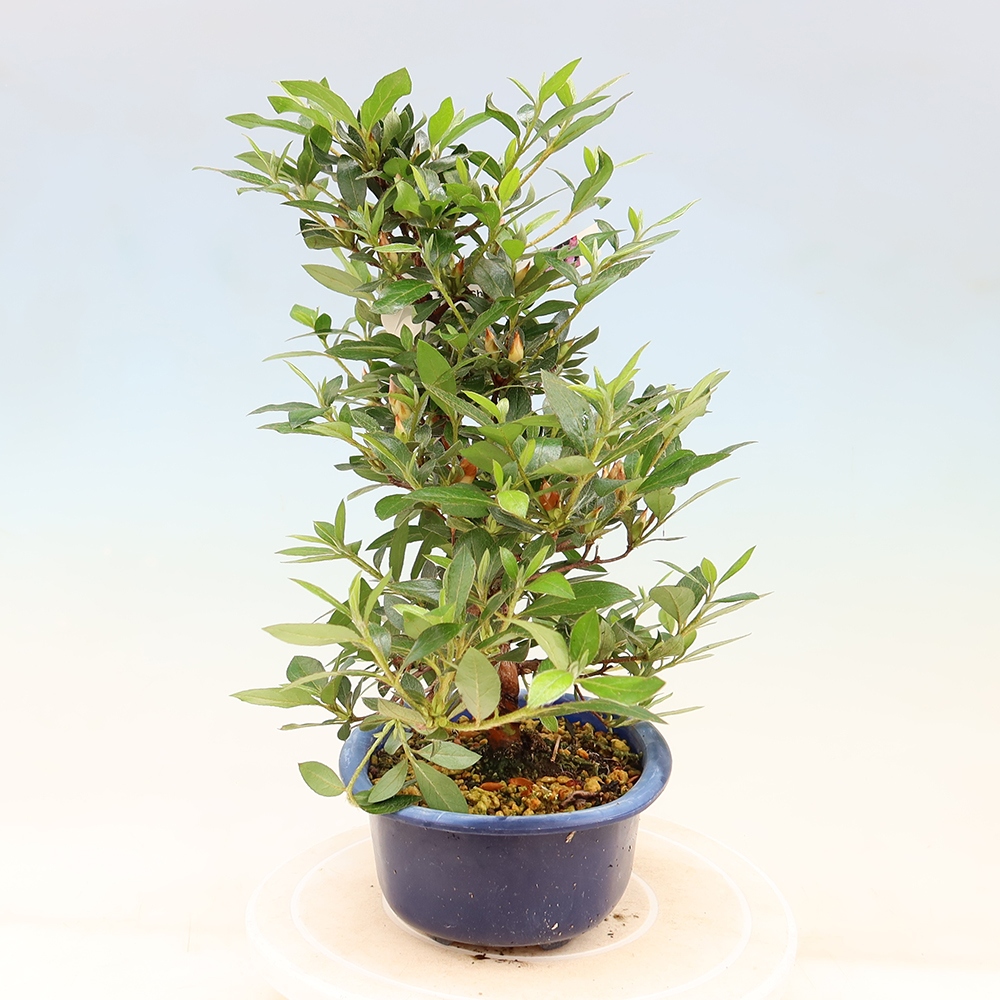 Venkovní bonsai - Japonská azalka - Azalea Shinsei