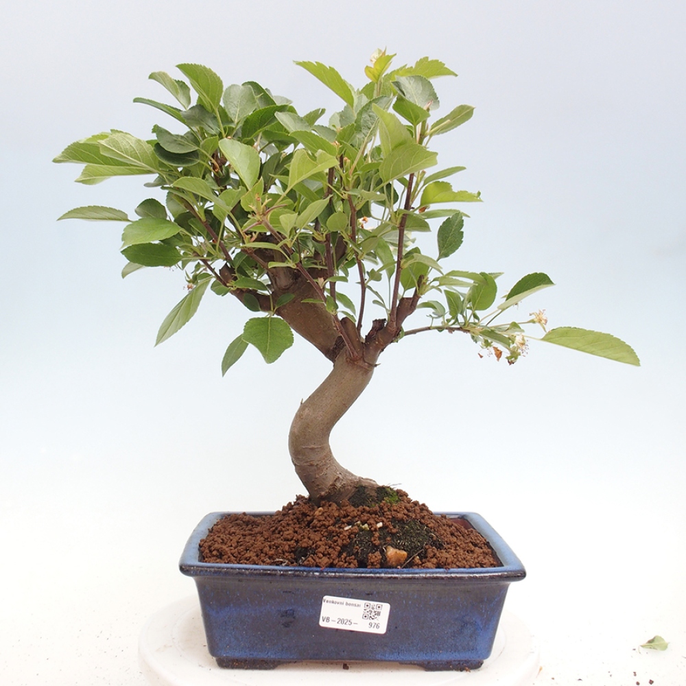 Venkovní bonsai -Malus halliana - Maloplodá jabloň