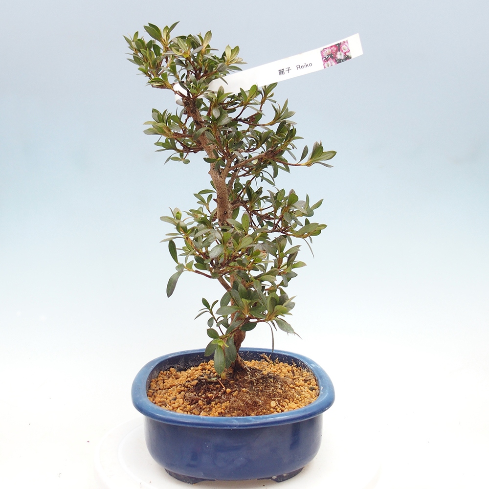 Venkovní bonsai - Japonská azalka - Azalea Reiko