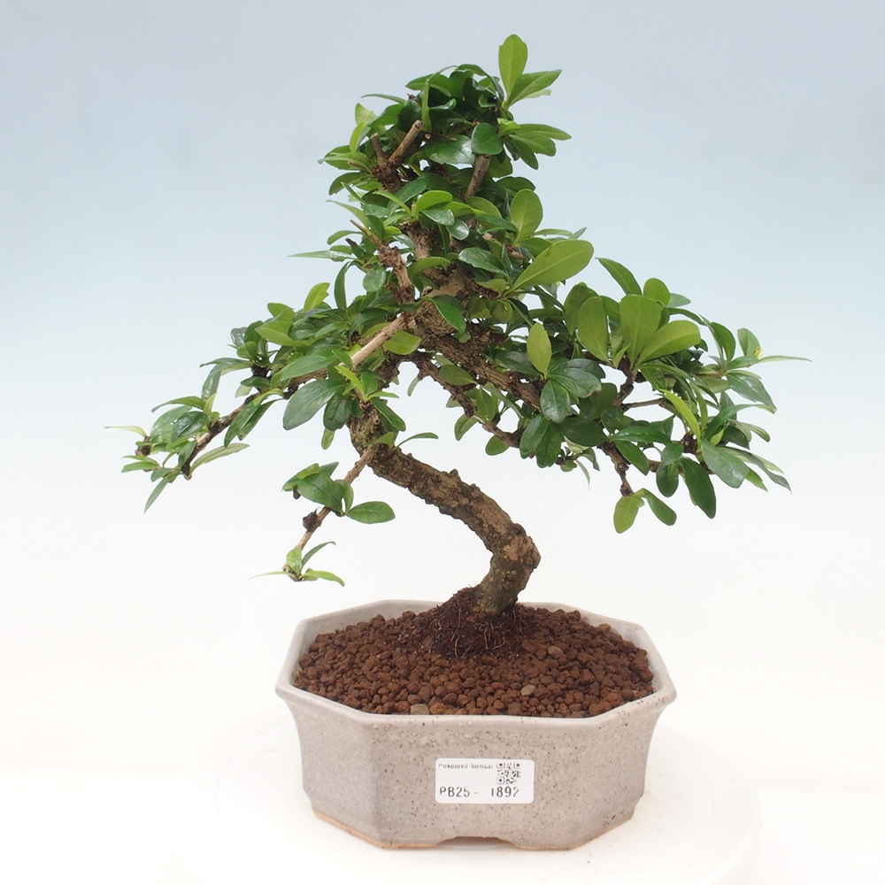 Pokojová bonsai - Carmona macrophylla - Čaj fuki