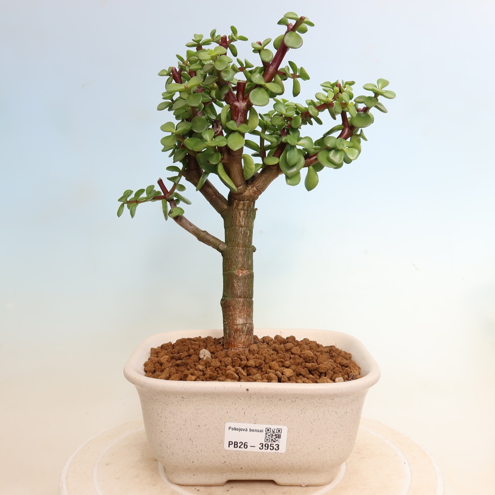 Pokojová bonsai - Portulakaria Afra - Tlustice