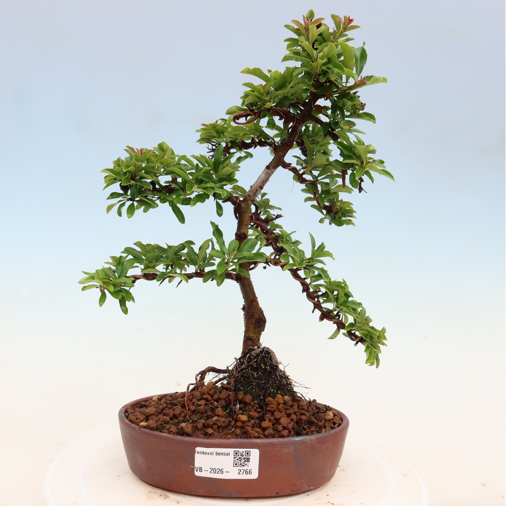 Venkovní bonsai - Pyracantha teton - Hlohyně šarlatová