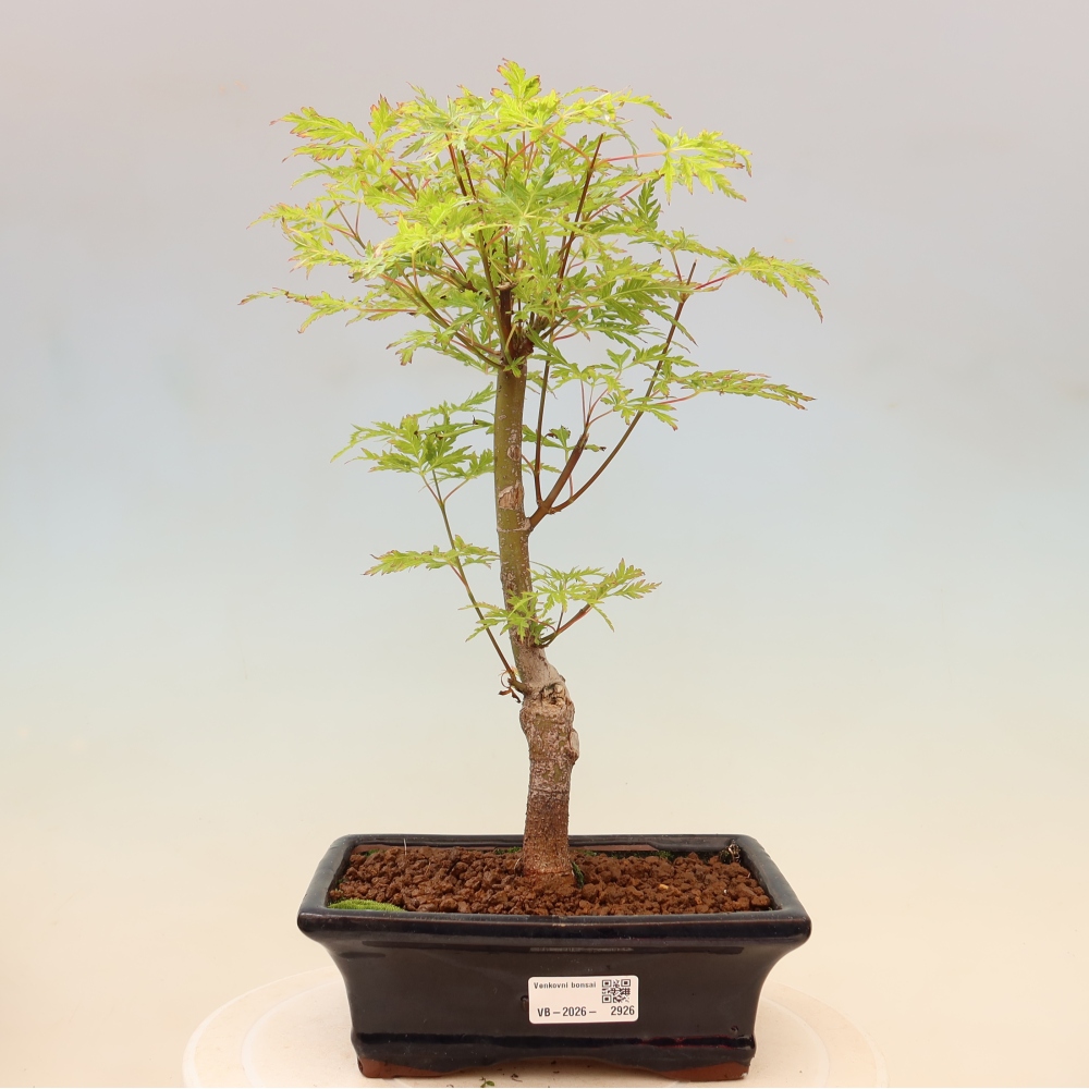 Venkovní bonsai - Acer palmatum Dissectum - Javor dlanitolistý 