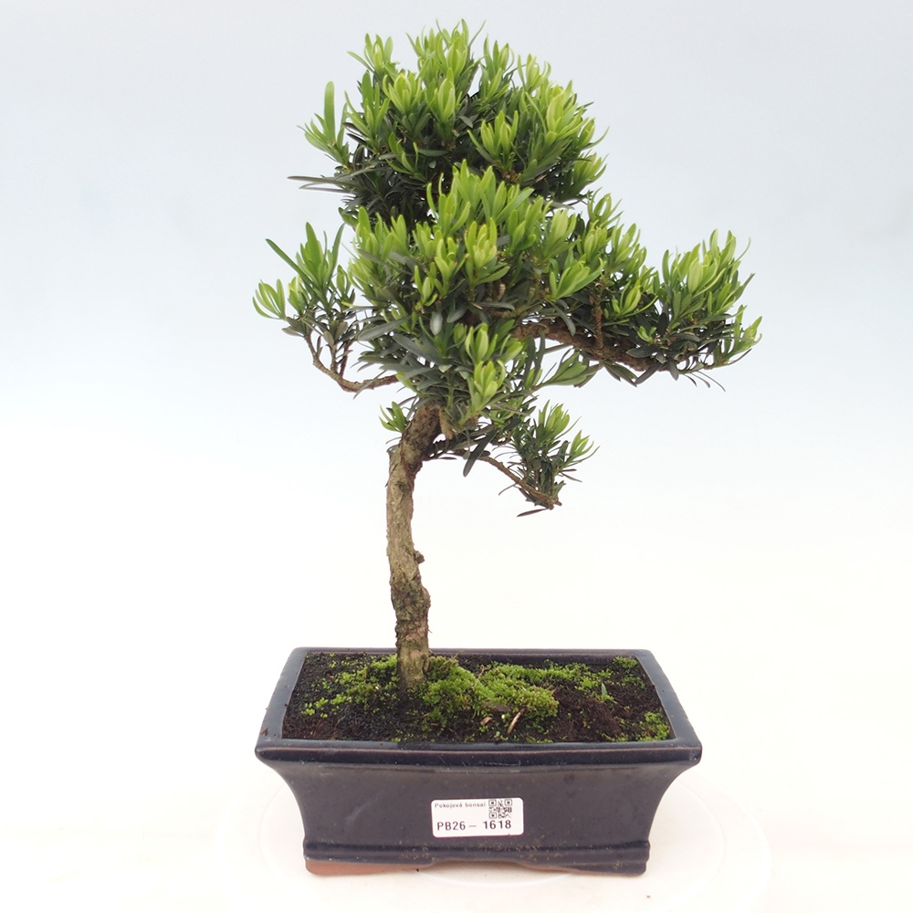 Pokojová bonsai - Podocarpus - Kamenný tis